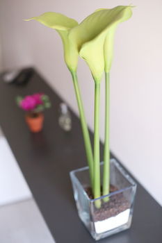 Iris Pensión Roma
